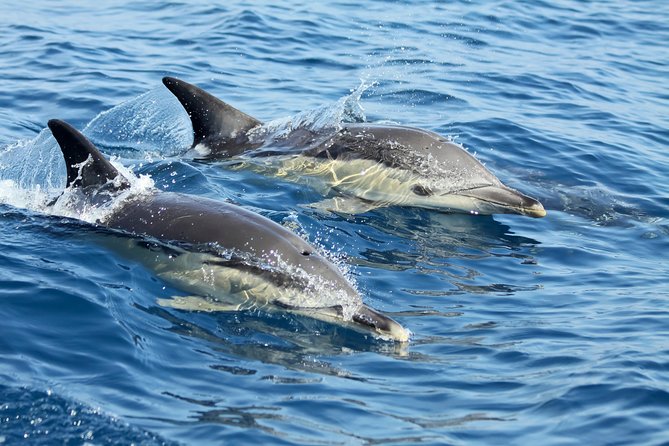 Lisbon: Dolphin Watching with a Marine Biologist - Ocean Safari - The Marine Biologist Part, and Why It Matters