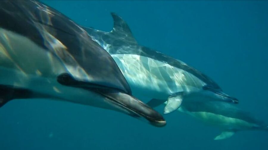 Lisbon: Dolphin Watching with Marine Biologist - Doca de Santo Amaro, Gate 3: getting on the RIB without stress
