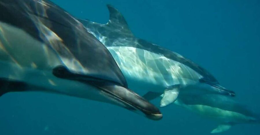 Lisbon: Dolphin Watching with Marine Biologist - Marine biologist briefing: safety first, then you start spotting like a pro