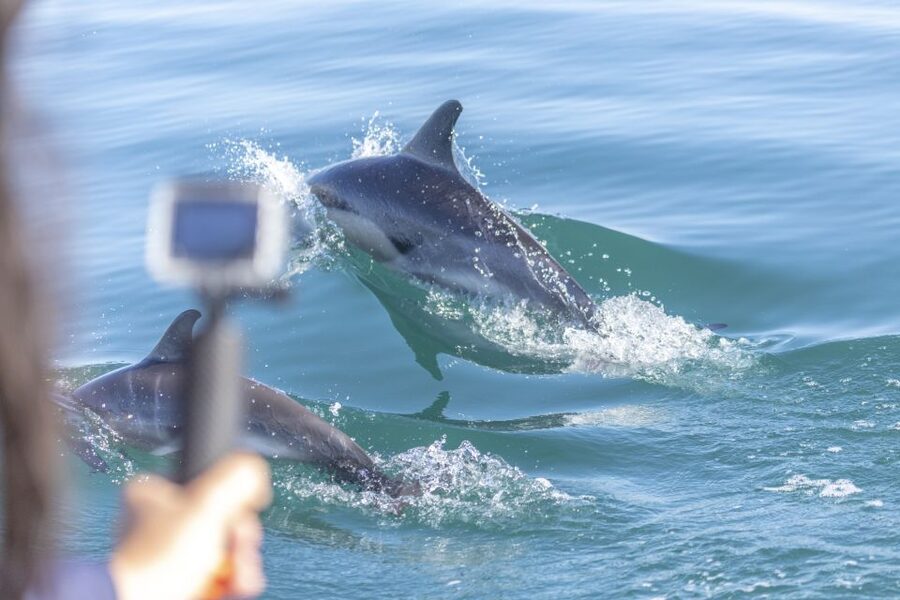 Lisbon: Dolphin Watching with Marine Biologist - Cascais to the open Atlantic: how the dolphin search actually feels
