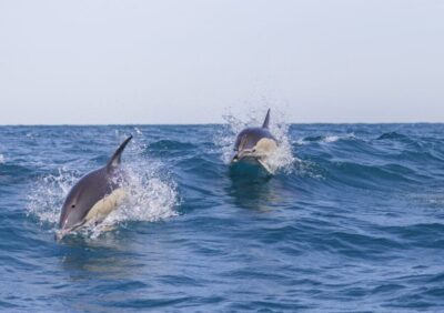 Dolphin Watching with Marine Biologist