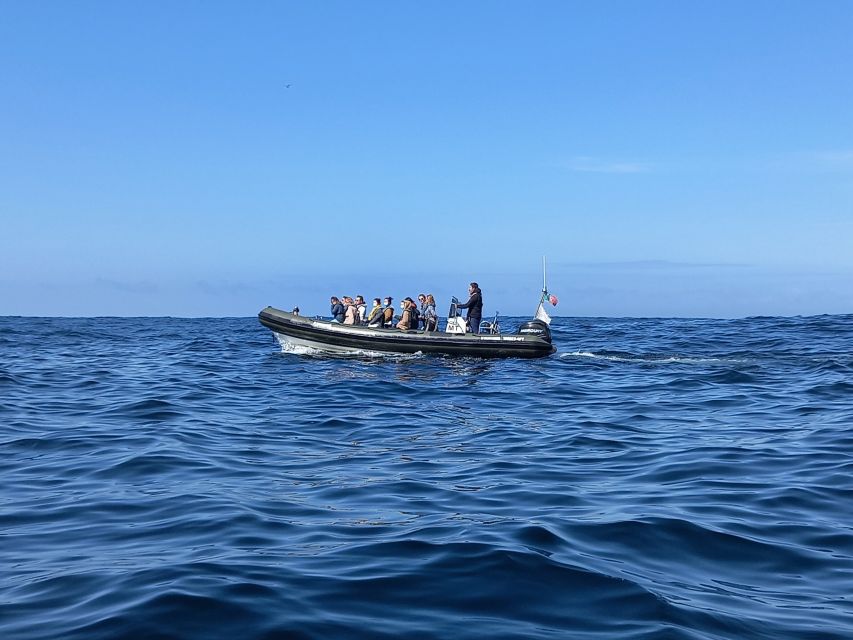 Lisbon: Dolphin Watching with Marine Biologist - More than dolphins: seabirds and other marine life you might spot