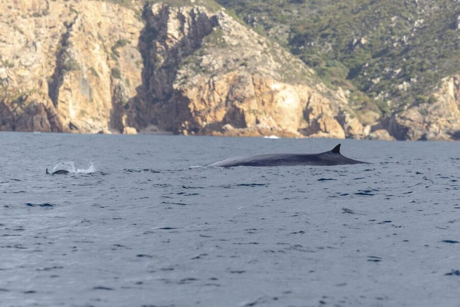 Lisbon: Dolphin Watching with Marine Biologist - Price, what to pack, and who should book this dolphin safari