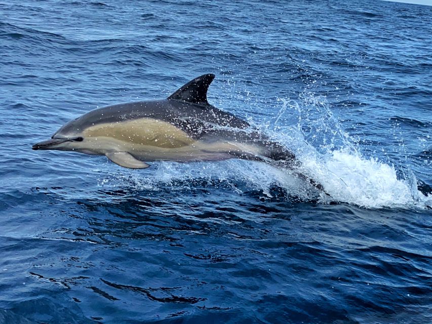 Lisbon: Dolphin Watching with Marine Biologist - Small Group - Who should book this dolphin tour, and who should pass