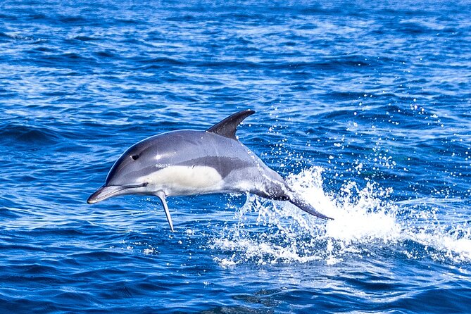 Lisbon: Dolphin Watching with Marine Biologist - Small Group - Meeting at the Mercedes-Benz Oceanic Lounge, where you get set up right