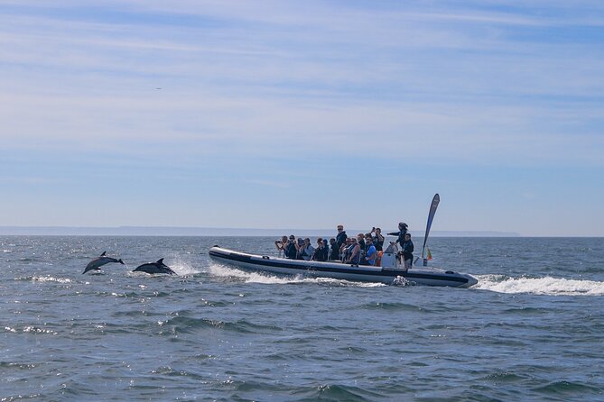 Lisbon: Dolphin Watching with Marine Biologist - Small Group - Searching smarter when dolphins are slow to show up