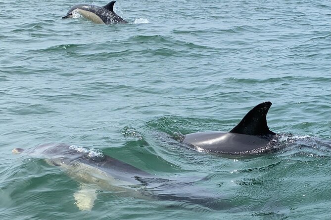 Lisbon: Dolphin Watching with Marine Biologist - Small Group - Sailing past Lisbon’s highlights from the Tagus River, not the sidewalk
