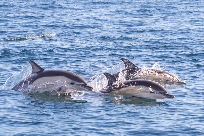 Lisbon: Dolphin Watching with Marine Biologist - Small Group - Fort of São Lourenço do Bugio, a photo stop with real sea attitude