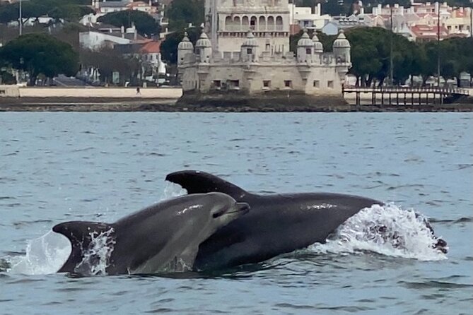 Lisbon: Dolphin Watching with Marine Biologist - Small Group - A Cascais photo moment, and why it’s worth using your camera hands