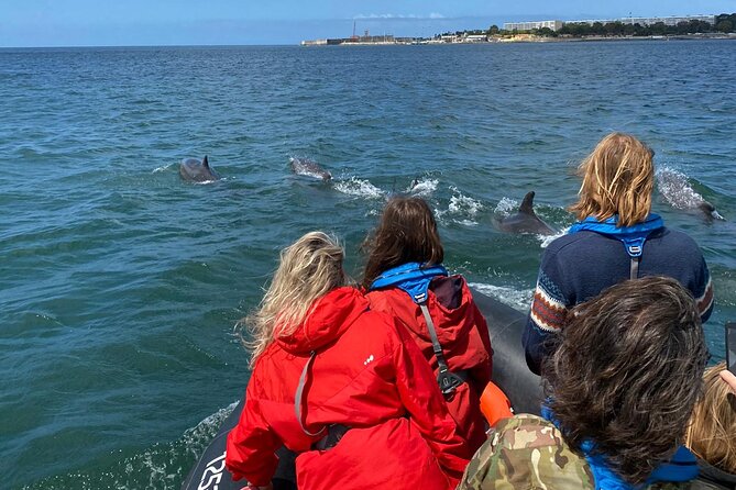 Lisbon: Dolphin Watching with Marine Biologist - Small Group - When you see dolphins up close, this is how the trip keeps it respectful
