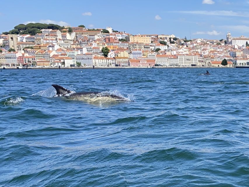 Lisbon: Dolphin Watching with Marine Biologist - Small Group - Weather, wind, and the boat ride reality check