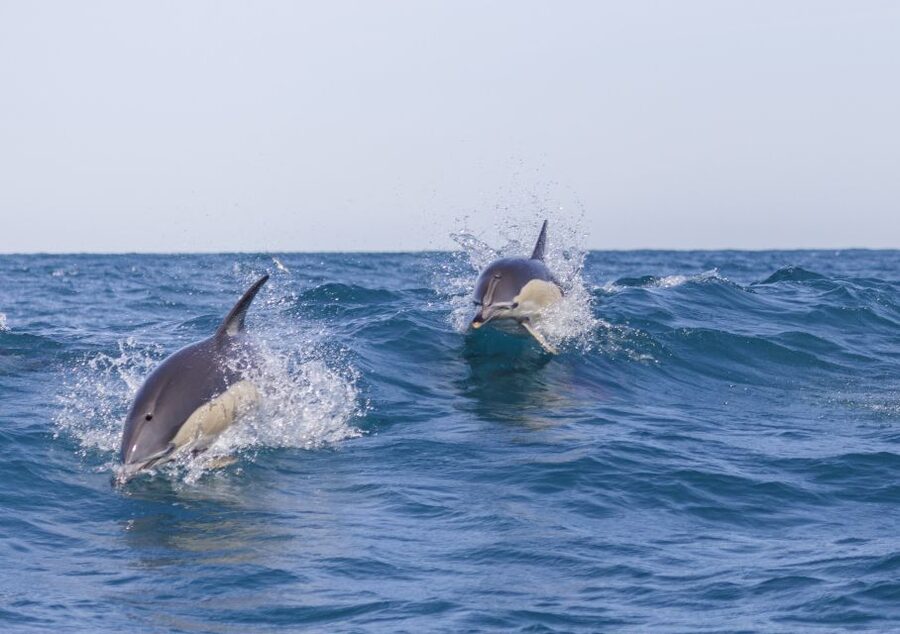 Lisbon: Dolphin Watching with Marine Biologist - Fort of São Lourenço do Bugio and Bugio Lighthouse: scenic water, built-in context