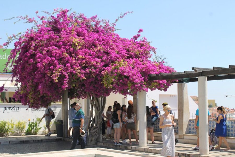 Lisbon: Full-Day Private Walking Sightseeing Tour - Why this private Lisbon walking day feels different
