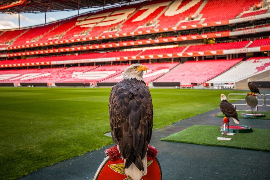 Lisbon: Luz Stadium Tour & SL Benfica Museum Ticket w/Scarf - Is $24 a Good Value for Luz Stadium and the Benfica Museum?