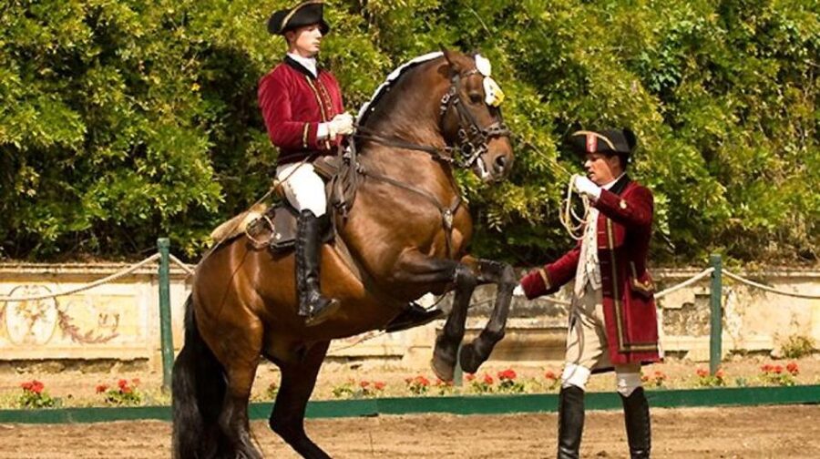 Lisbon: Morning of Equestrian Art with Lusitano Horses - Key things you’ll notice right away