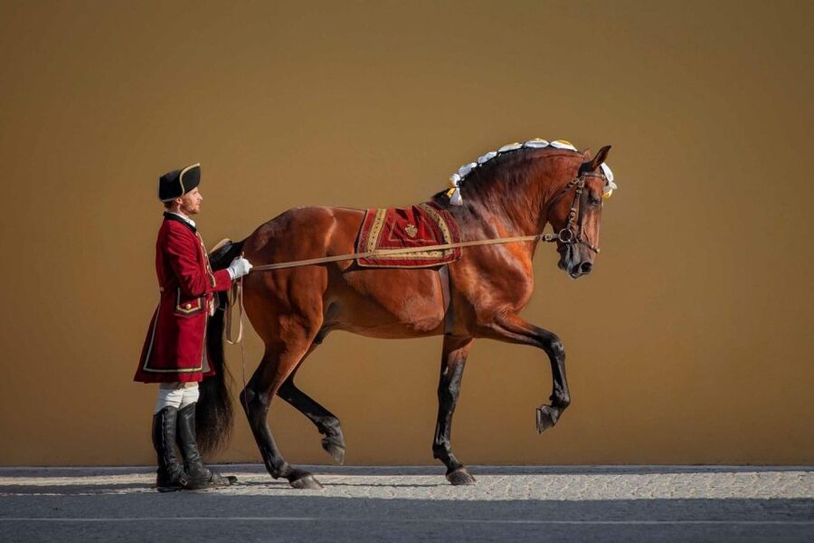 Lisbon: Morning of Equestrian Art with Lusitano Horses - Who This Works Best For (And Who Should Rethink It)