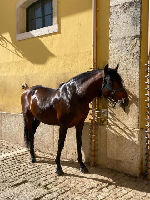 Lisbon: Morning of Equestrian Art with Lusitano Horses - Henriqúe Calado Riding Ring: The Warm-Up Where Skill Becomes Visible