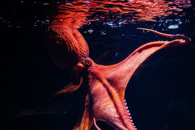 Lisbon Oceanario: Aquarium Entrance Ticket - Timing tips: plan your 2 to 3 hours around crowds