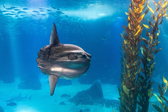 Lisbon Oceanario: Aquarium Entrance Ticket - Ticket details that matter on arrival: mobile entry and what is included