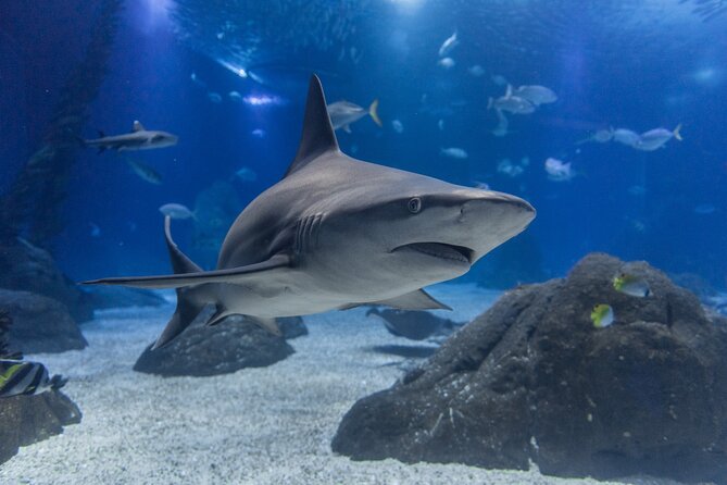 Lisbon Oceanario: Aquarium Entrance Ticket - Food, souvenirs, and the practical “where do we go next?” question