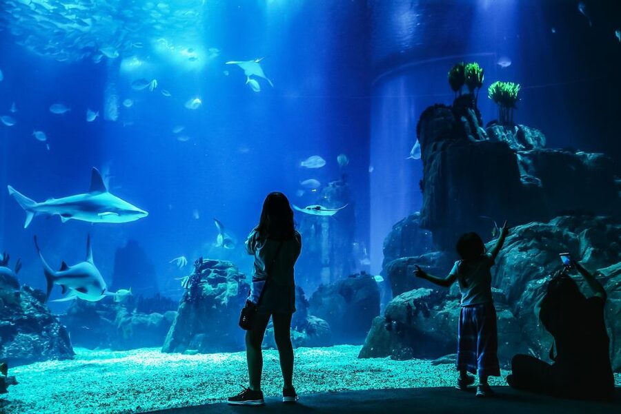 Lisbon: Oceanário de Lisboa Entrance Ticket - Key things to know before you go