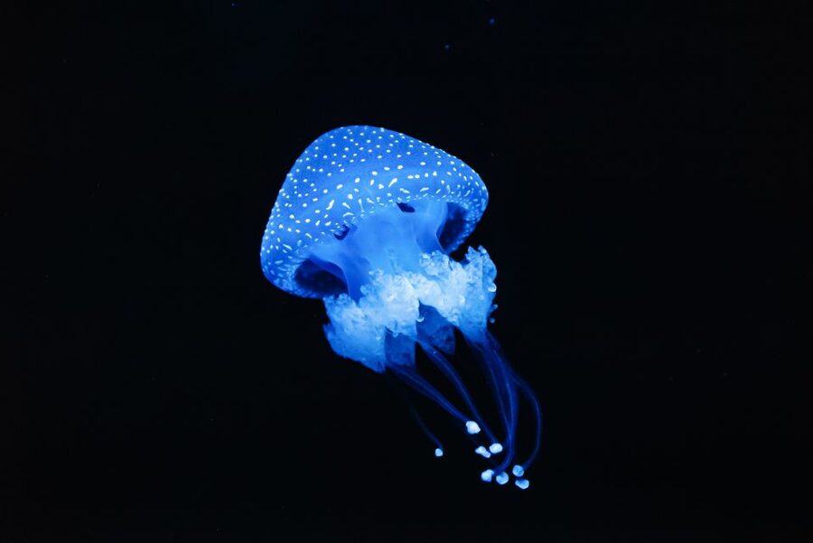 Lisbon: Oceanário de Lisboa Entrance Ticket - Who this Oceanário ticket is best for