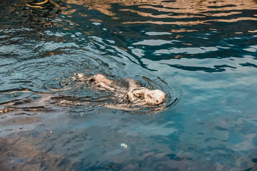 Lisbon: Oceanário de Lisboa Entrance Ticket - Oceanário de Lisboa: why this aquarium is worth planning around