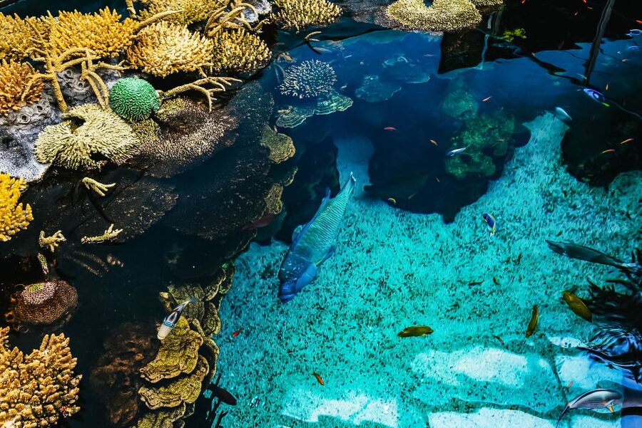 Lisbon: Oceanário de Lisboa Entrance Ticket - Ticket value: what you get for about $29