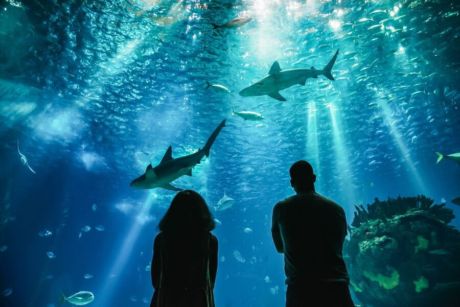 Lisbon: Oceanário de Lisboa Entrance Ticket - The animals you will actually remember (and why they matter)