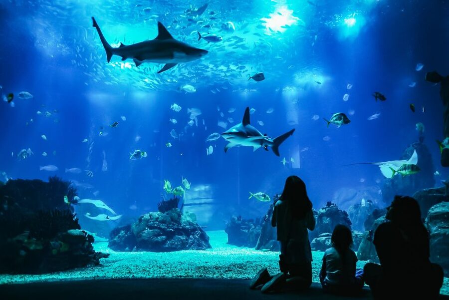 Lisbon: Oceanário de Lisboa Entrance Ticket - Should you add a guided tour for extra cost?