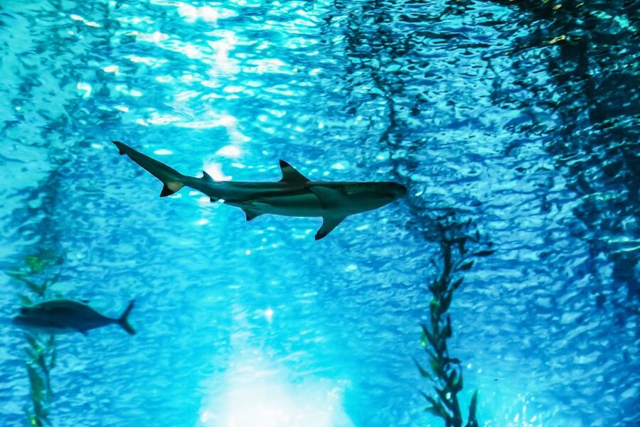 Lisbon: Oceanário de Lisboa Entrance Ticket - Finding the Oceanário at Parque das Nações (and how to get there fast)