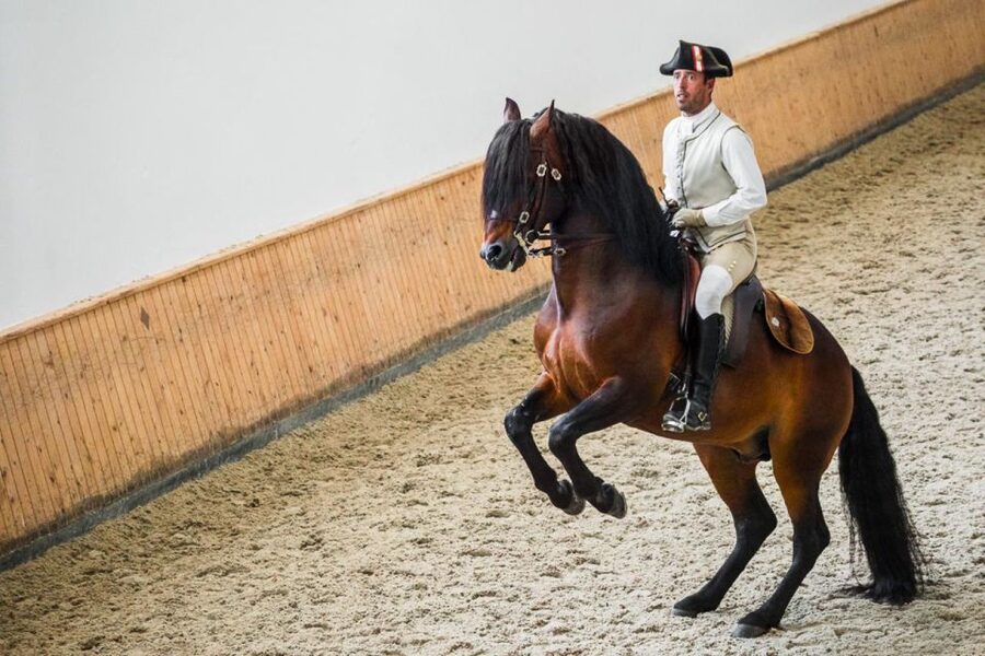 Lisbon: Portuguese Riding School Trainig with Lusitano Horse - Key highlights worth showing up for