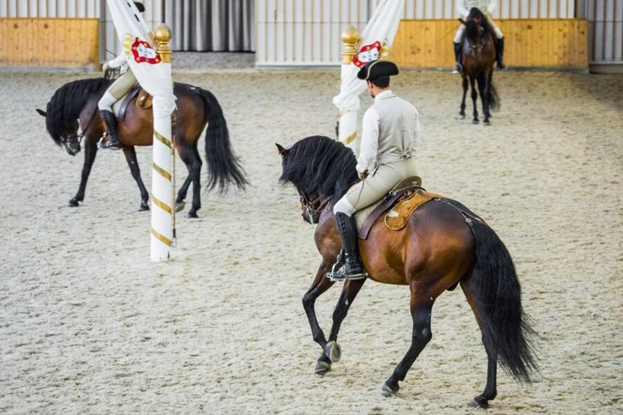 Lisbon: Portuguese Riding School Trainig with Lusitano Horse - Price and value, why $17 can work out well
