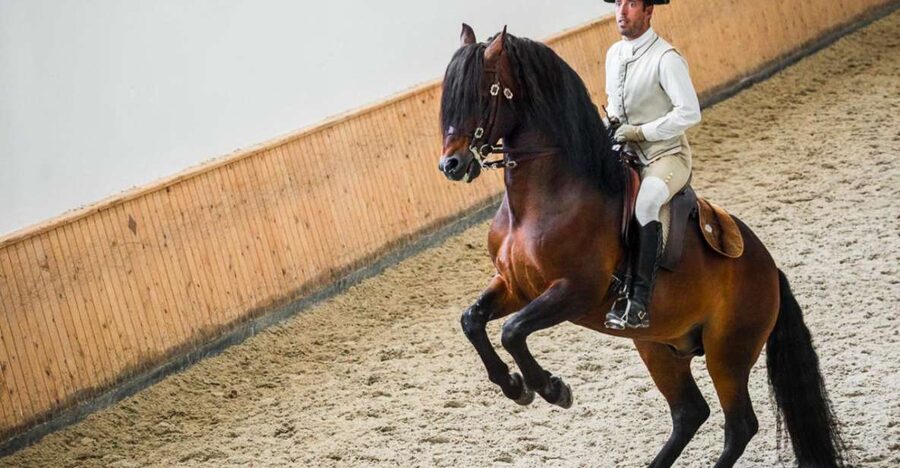 Lisbon: Portuguese Riding School Trainig with Lusitano Horse - Meeting point and ticket checks, avoid the common trip-up