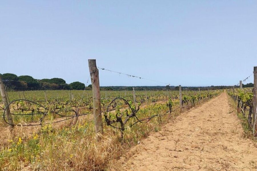 Lisbon: Private Full Day Evora & Alentejo Wine Tour - Ervideira and Monte da Ravasqueira: your two (or more) wine tasting windows