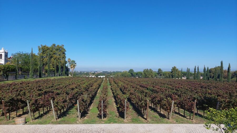 Lisbon: Private Full-Day Wine Tasting Tour in a premium car - Key highlights at a glance