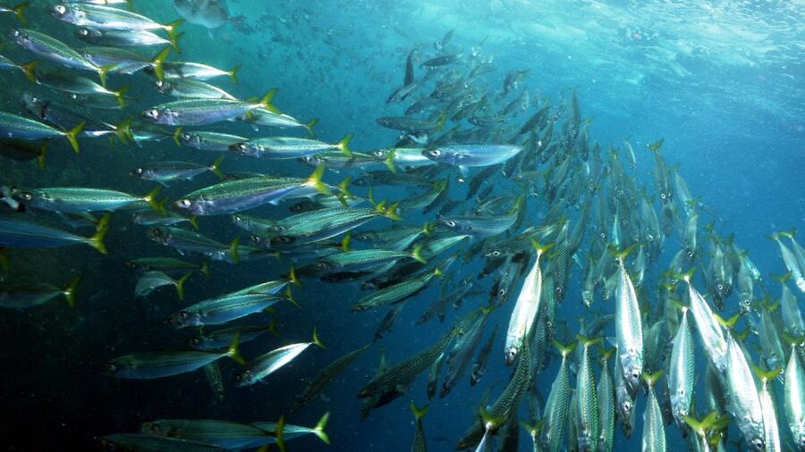 Lisbon: Snorkelling in Sesimbra/Arrábida Natural Park - Meeting near the diving centers, then straight onto the water