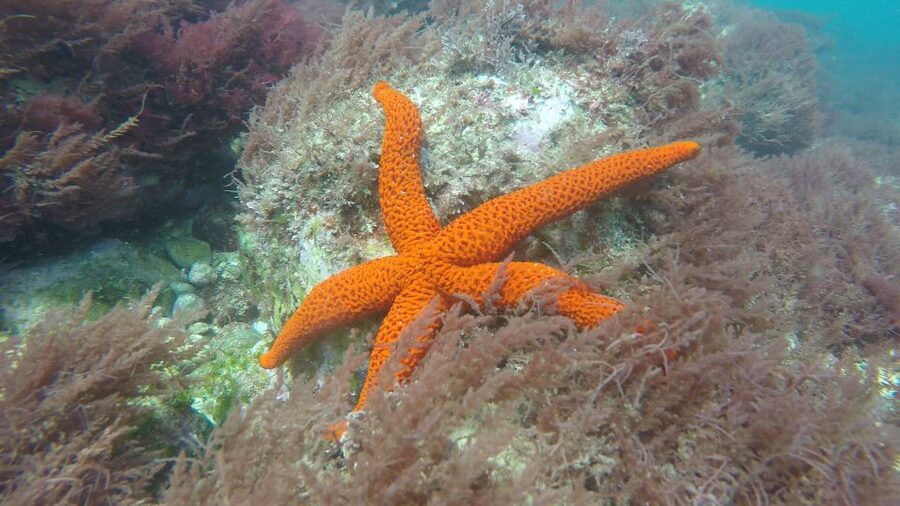 Lisbon: Snorkelling in Sesimbra/Arrábida Natural Park - What you’ll see underwater: biodiversity you can actually spot