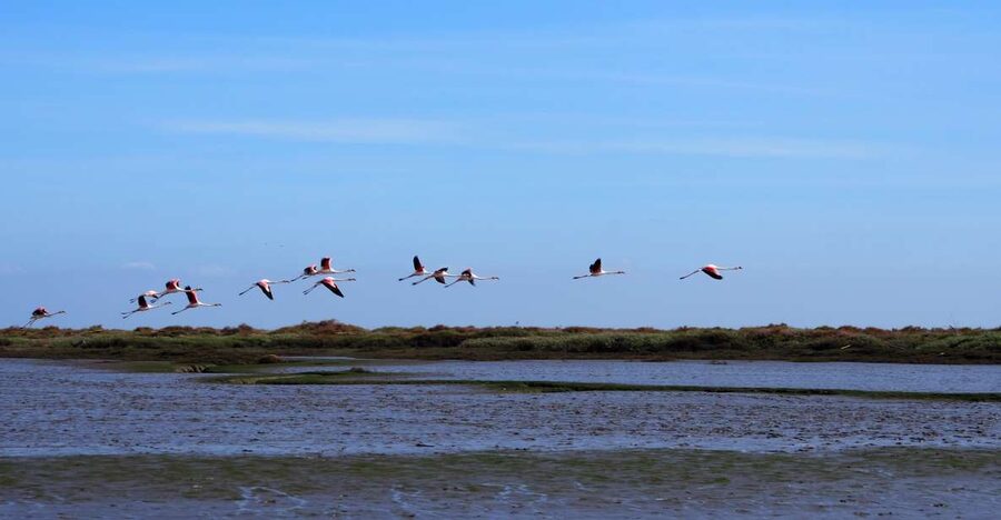 Lisbon: Tagus Estuary Nature Reserve Birdwatching Boat Tour - Key birding payoffs on the Tagus