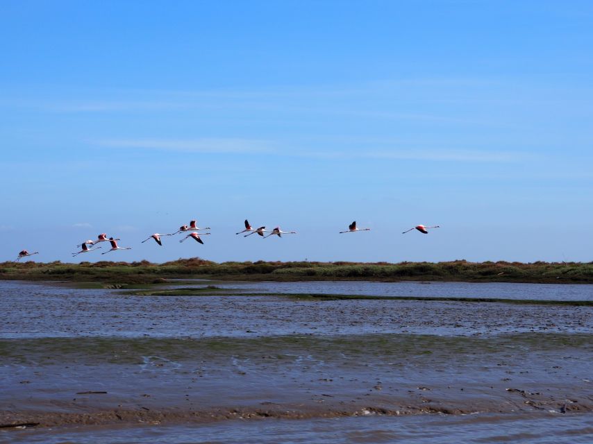 Lisbon: Tagus Estuary Nature Reserve Birdwatching Boat Tour - Getting to Onda Luso-Americana, then trading streets for birds