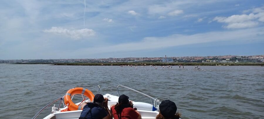 Lisbon: Tagus Estuary Nature Reserve Birdwatching Boat Tour - Tagus Estuary Nature Reserve: the 14,000 hectares that make this worth it