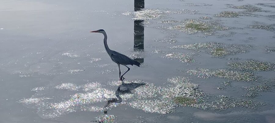 Lisbon: Tagus Estuary Nature Reserve Birdwatching Boat Tour - Who this tour suits best in Lisbon