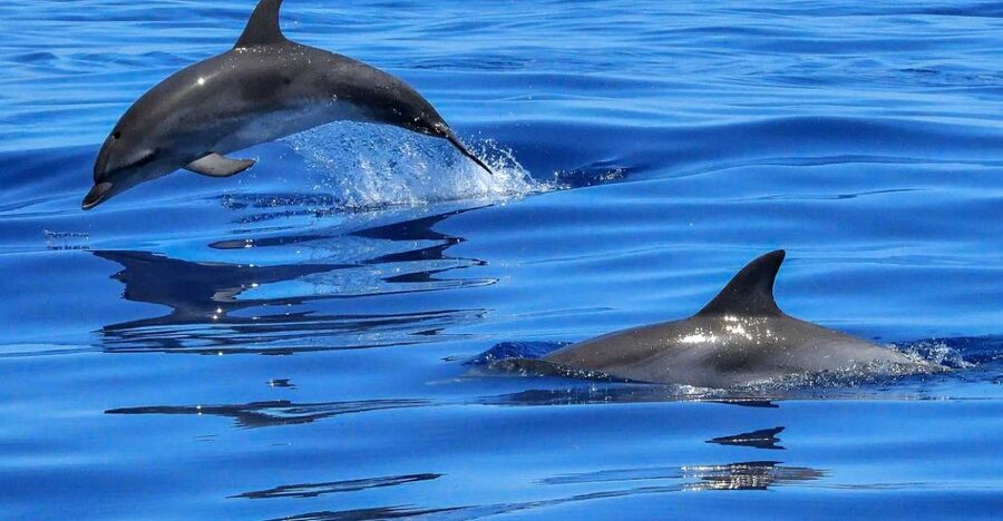 Lisbon: Tagus River Cruise to the Ocean & Dolphin Watching - Tagus River to Atlantic: what this Lisbon cruise is really like