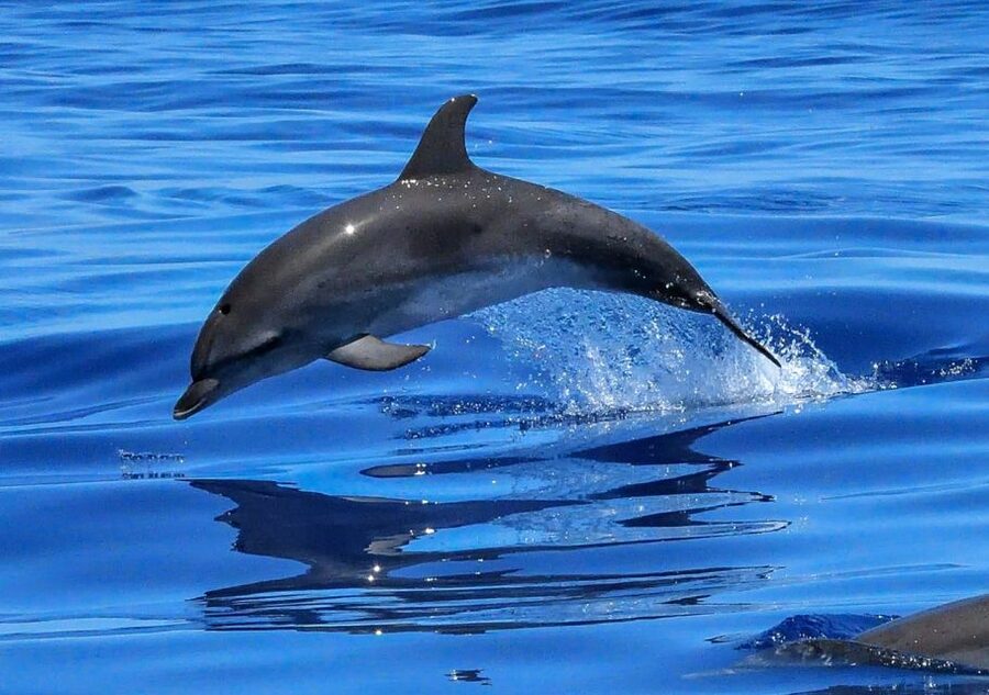Lisbon: Tagus River Cruise to the Ocean & Dolphin Watching - Speed boats in winter and low bookings: faster, but more motion