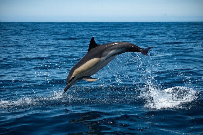 Observation of Dolphins and Whales with Marine Biologist in Arrábida - Key highlights at a glance