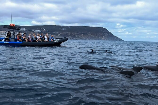 Observation of Dolphins and Whales with Marine Biologist in Arrábida - Parque Natural da Arrábida: where the dolphins feed and the coastline steals the show