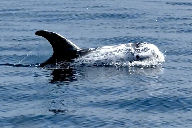 Observation of Dolphins and Whales with Marine Biologist in Arrábida - Boat trip comfort, clothing, and the “do I need a jacket?” question
