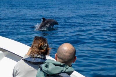 Observation of Dolphins and Whales with Marine Biologist in Arrábida