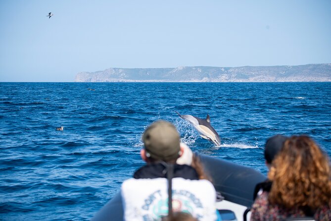 Observation of Dolphins and Whales with Marine Biologist in Arrábida - Price and value: $66.54 for 3 hours, with science included