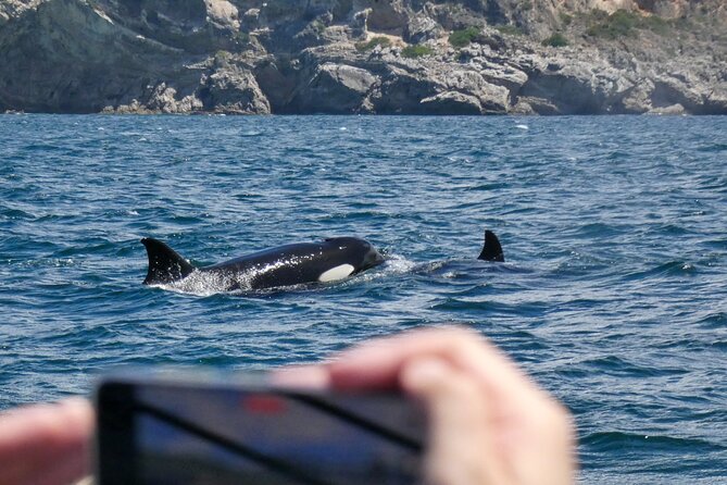 Observation of Dolphins and Whales with Marine Biologist in Arrábida - English on board, and the small trade-offs of a wildlife day